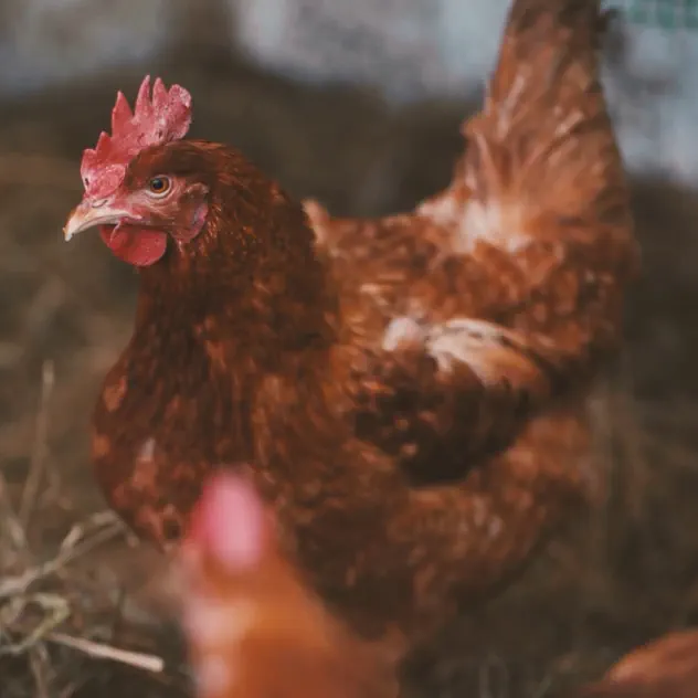 Gio — Funky Ass Chicken — artwork